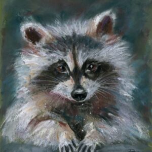 Raccoon
