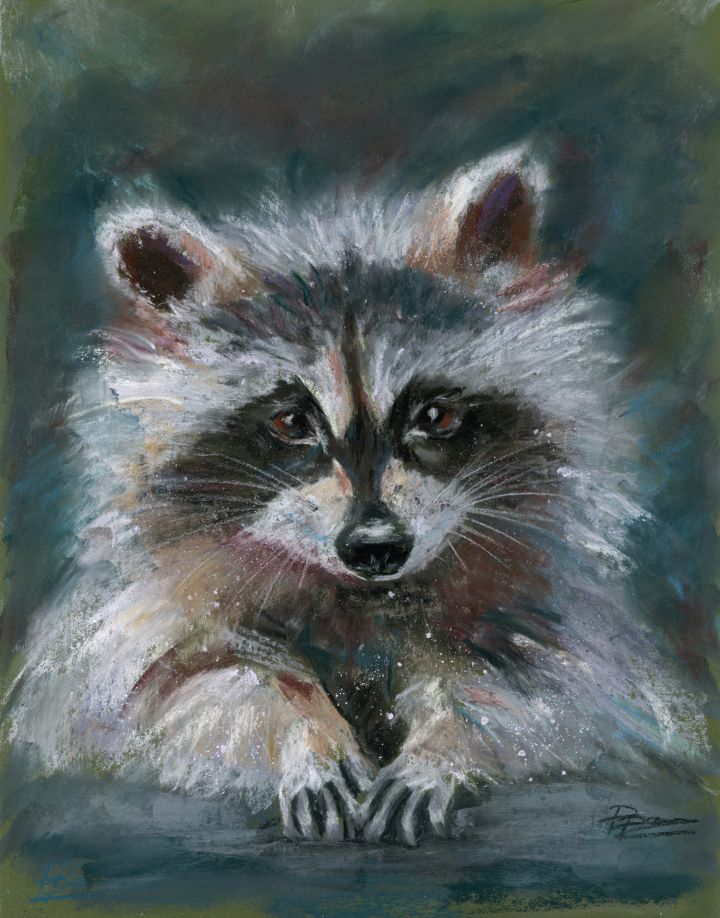Raccoon