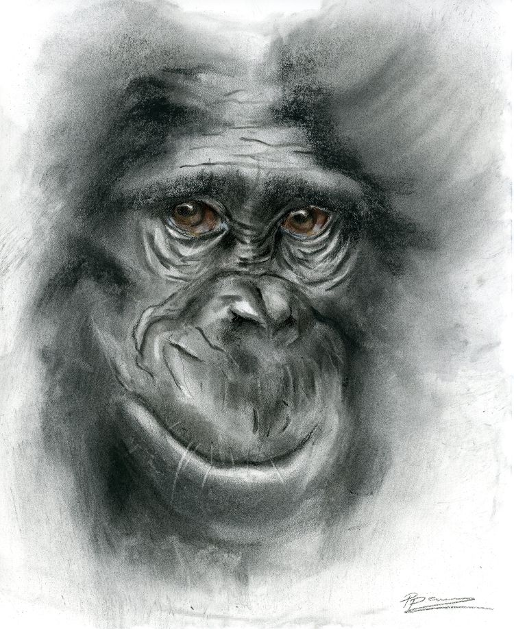 Monkey