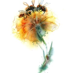 Honey bees on dandelion watercolor print by Olga Tchefranov