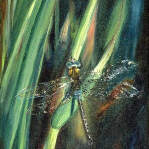 Enchanted Dragonfly