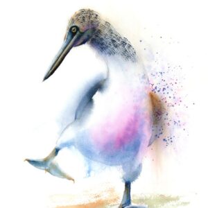 Blue-footed booby watercolor print by Olga Tchefranov