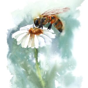 Honey bee and daisies