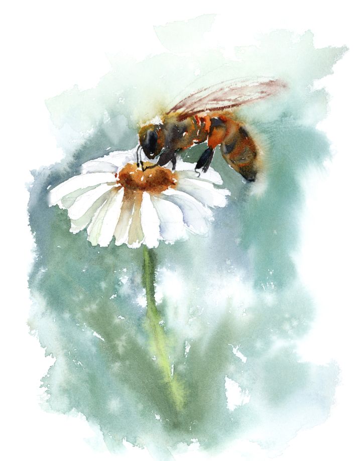 Honey bee and daisies