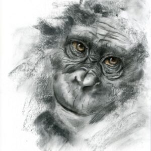 Chimpanzee