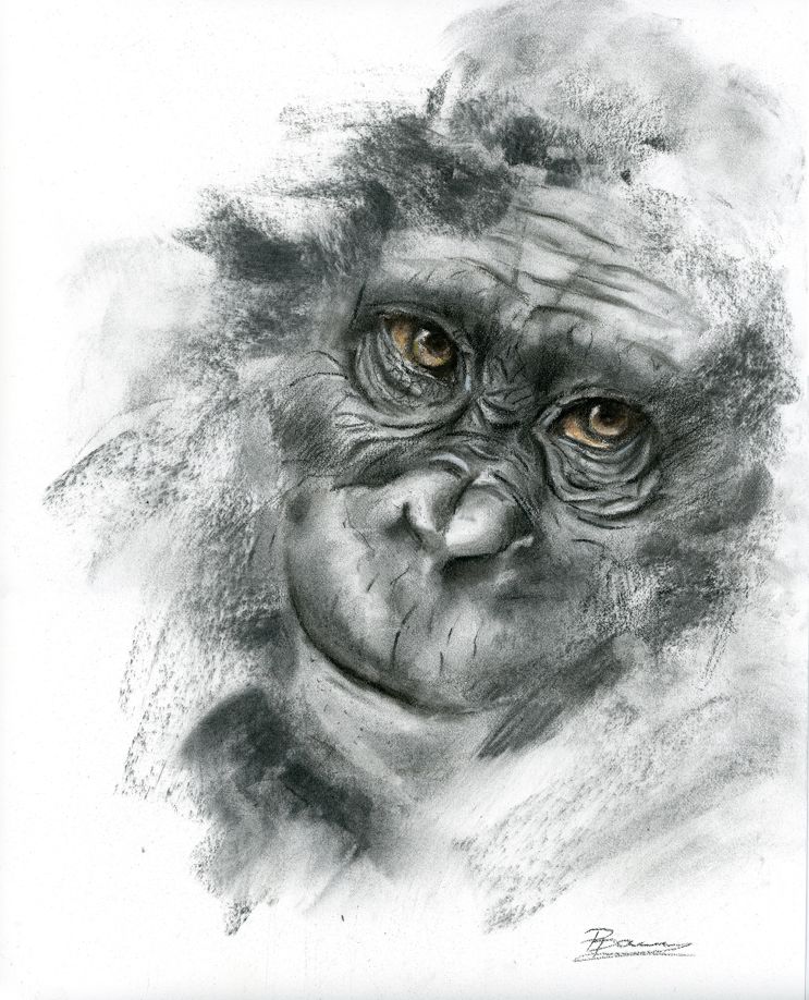 Chimpanzee