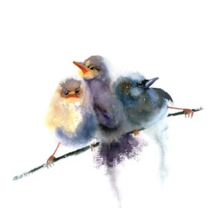 Fairy Wren Art Print