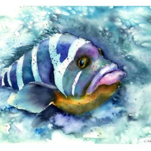 Original watercolor painting of a fish observed in an aquarium