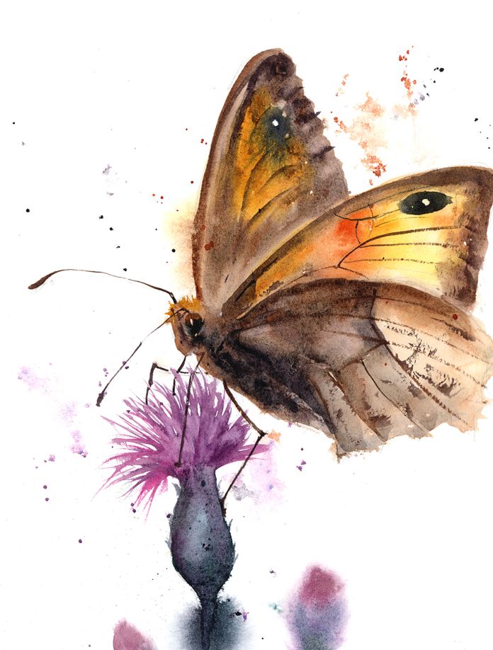 Butterfly on Thistle - Image 5