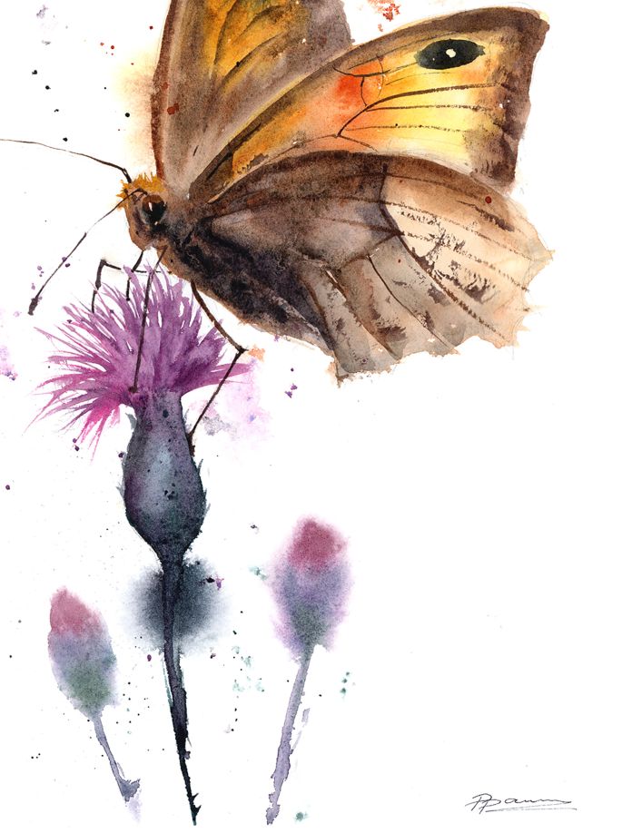 Butterfly on Thistle - Image 6