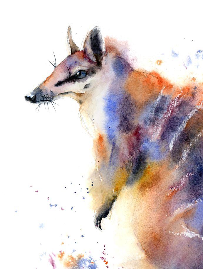 Numbat - Image 4