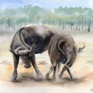 Clash of Titans original watercolor painting of two buffalo by Olga Tchefranov