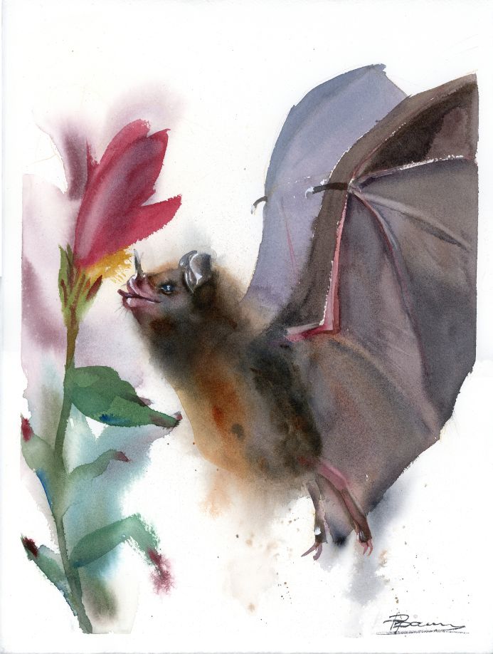Original watercolor painting of a bat approaching a vibrant flower