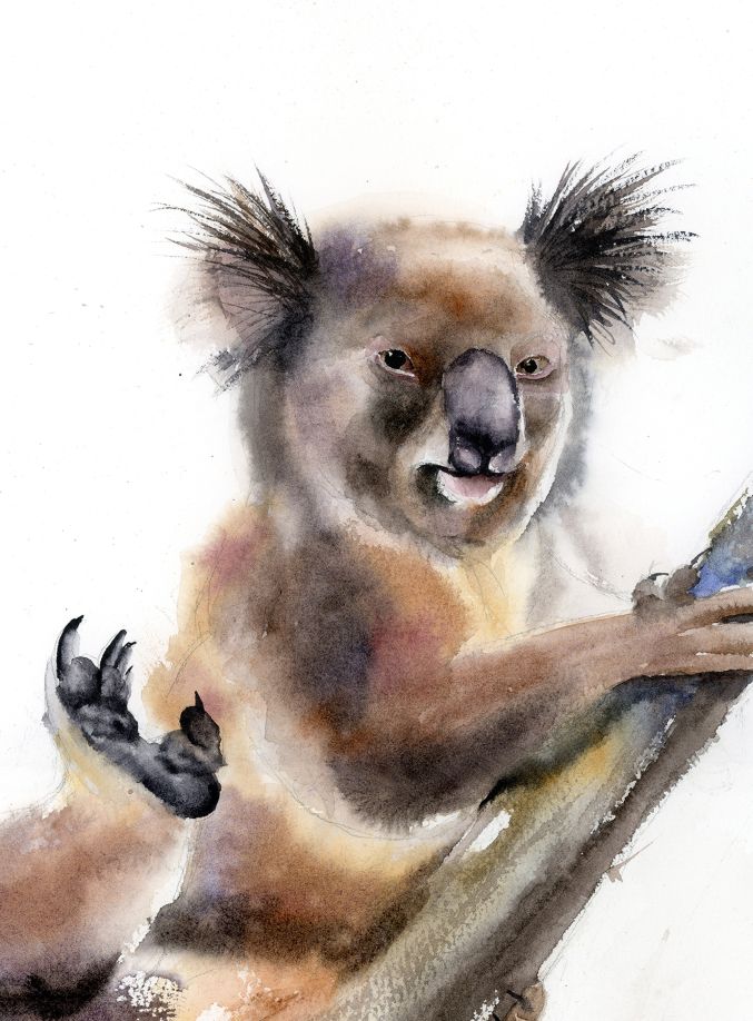 Playful Koala - Image 4