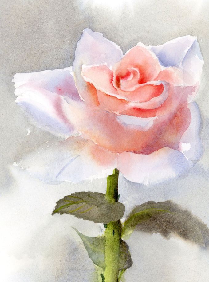Single Rose - Image 5