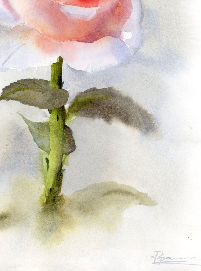 Single Rose - Image 6
