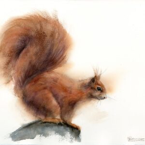 Original watercolor painting of a red squirrel perched on a stone with a large bushy tail