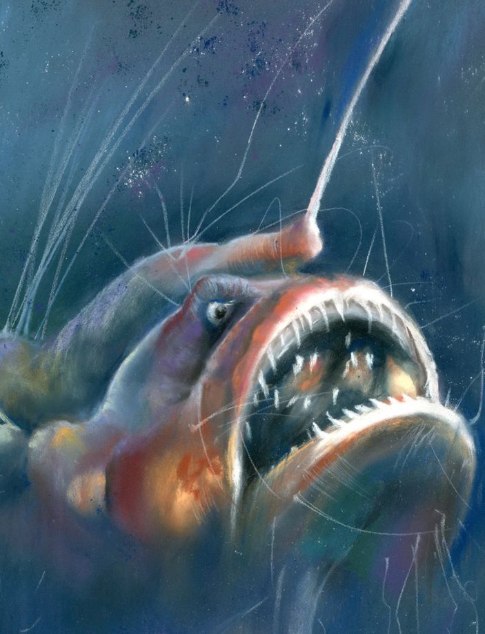 Anglerfish - Image 4