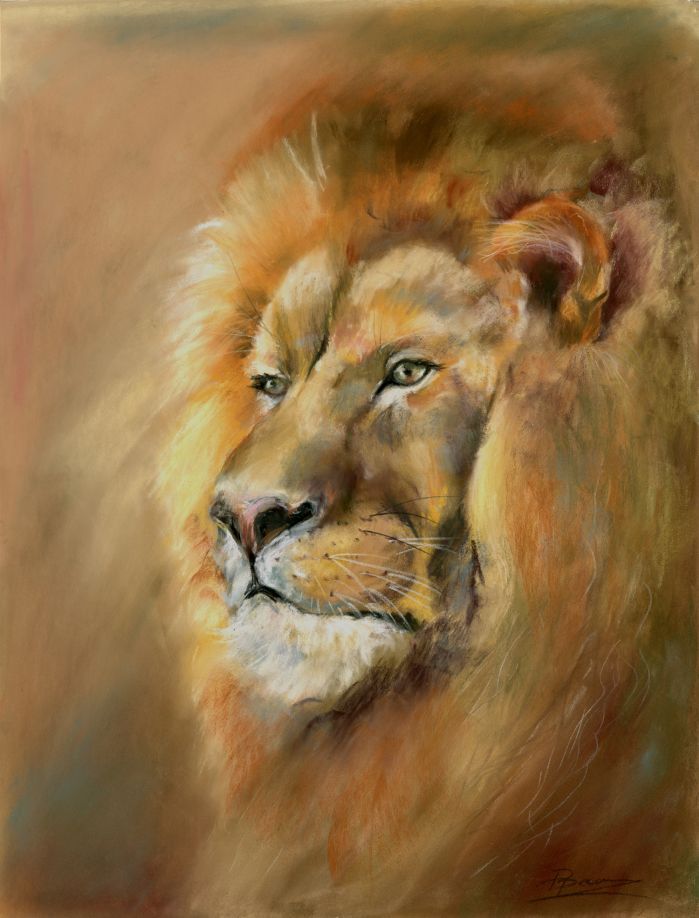 Original pastel drawing of a lion portrait showing the animal's calm and confident expression
