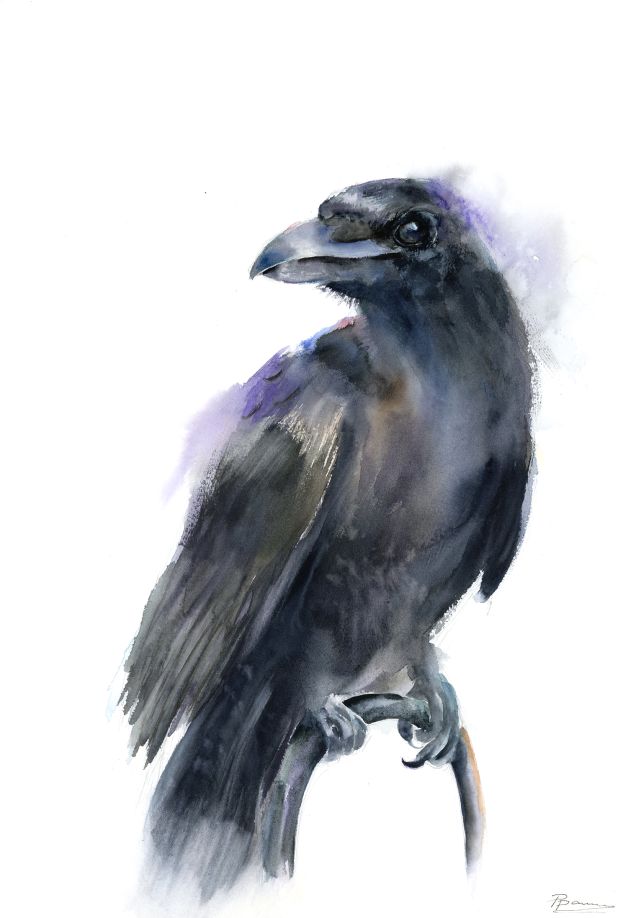 Raven watercolor painting in black, violet and blue tones