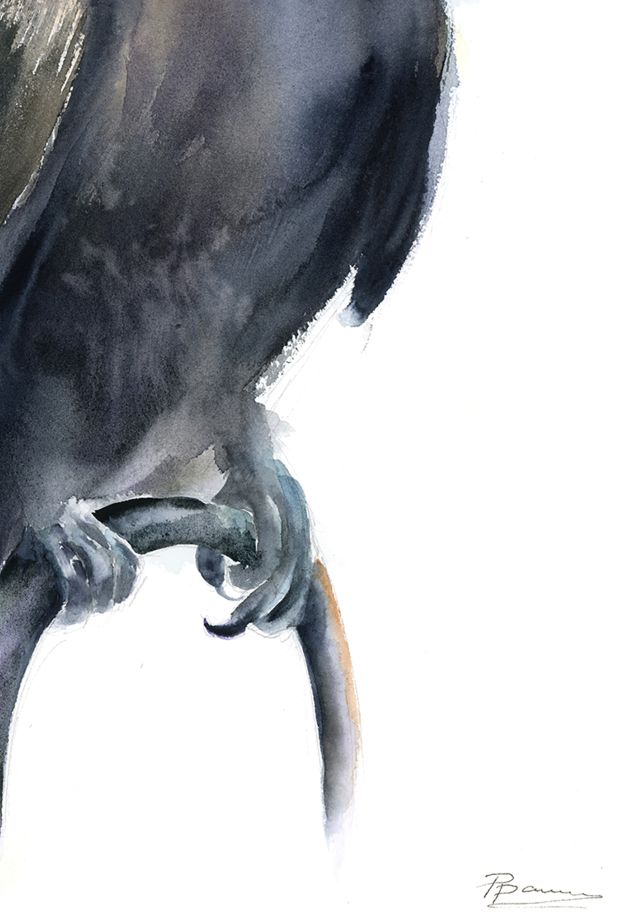 Raven - Image 6
